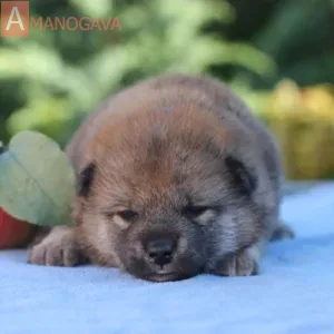 Девочка 2 Сиба Ину от 03.08.2026