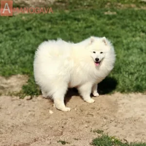 Махо Мирай Шелдон