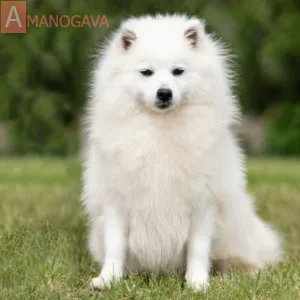 Аманогава Женева